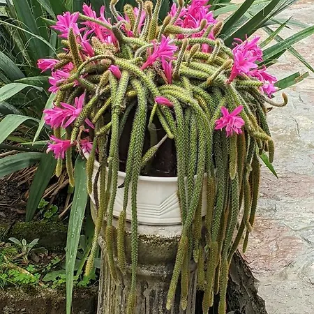 Hrastik 2 アパート