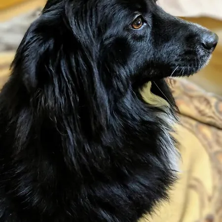 Hrastik Bihac