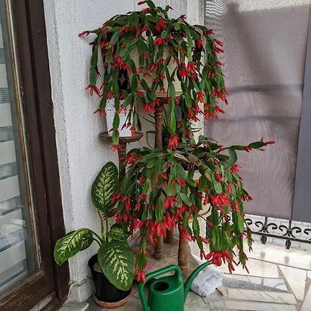 Hrastik 2 Apartman *