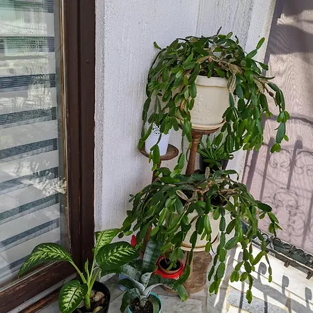 Apartment Hrastik *